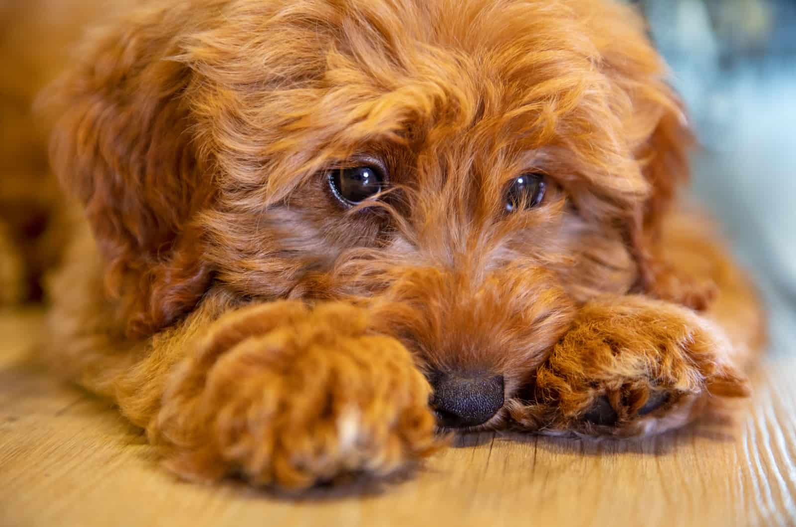 portrait cute dog lying on floor