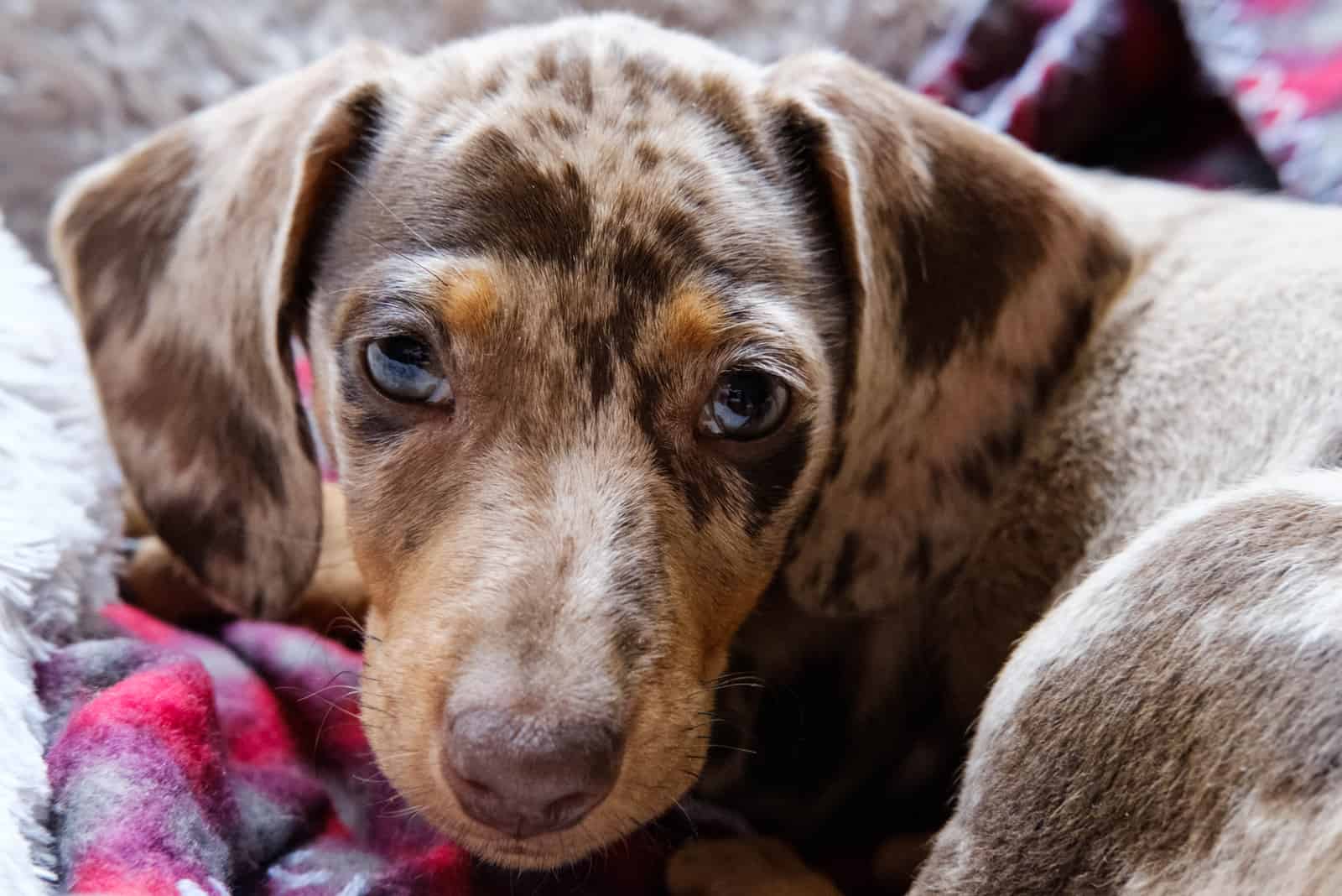 portrait of Double dapple Dachshund