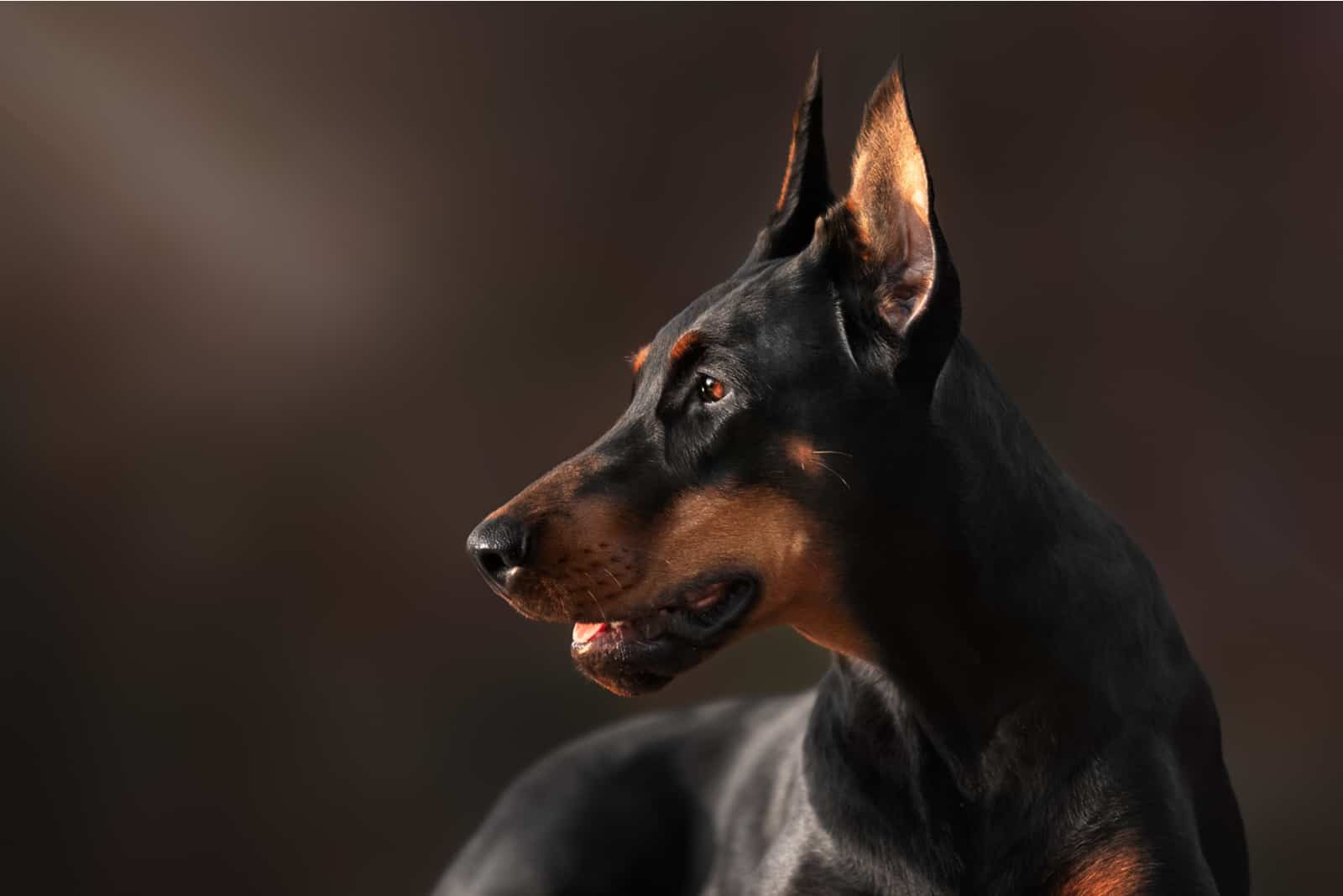 portrait of black dog