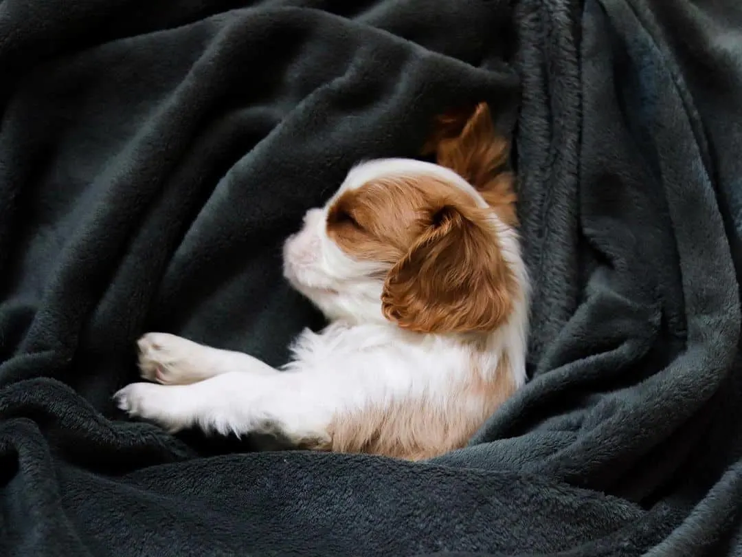 puppy napping