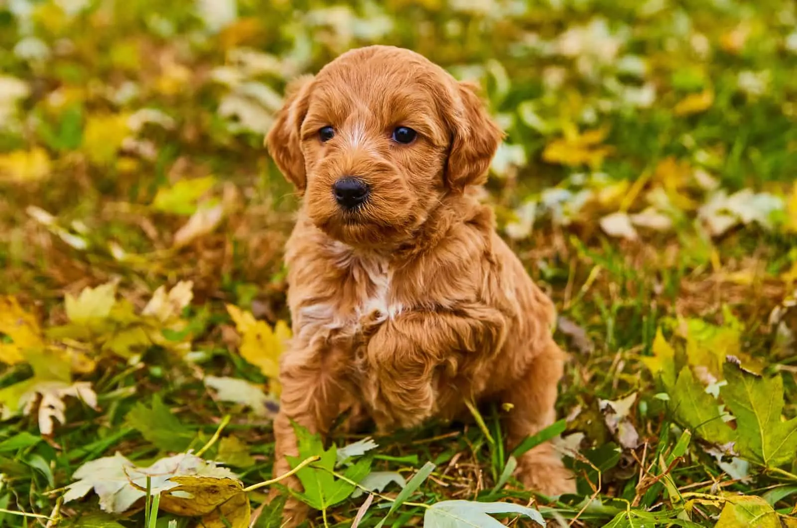 puppy playing on grass outside