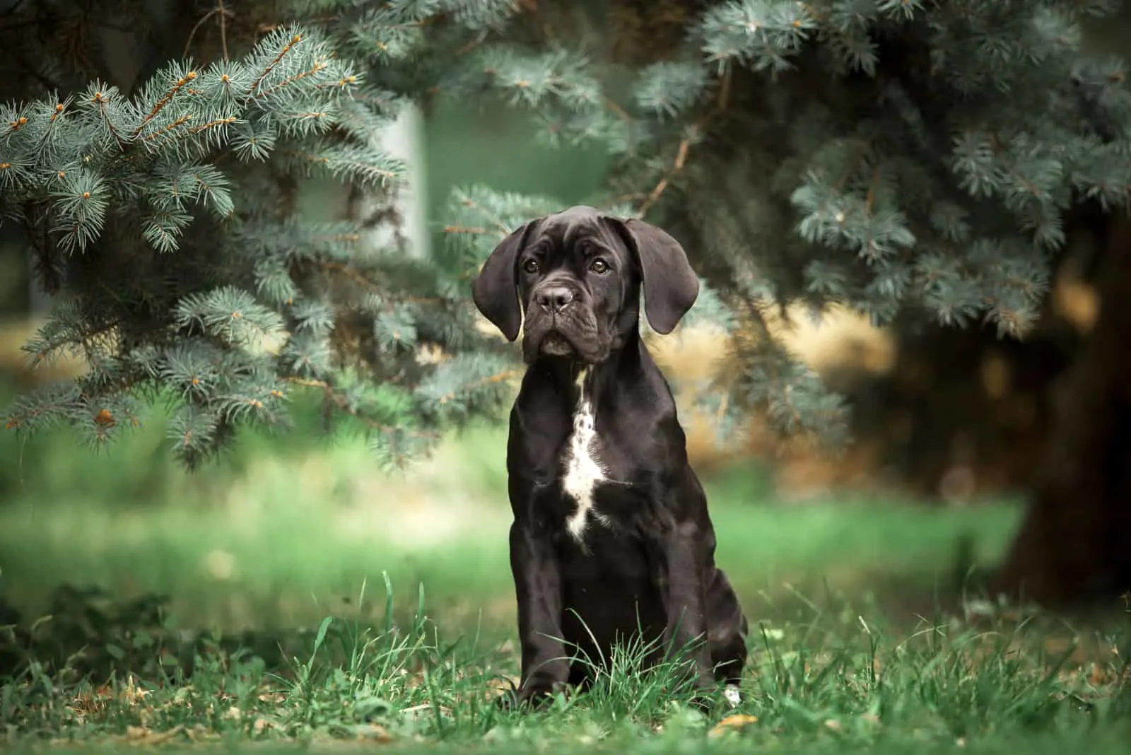 puppy standing outside between trees