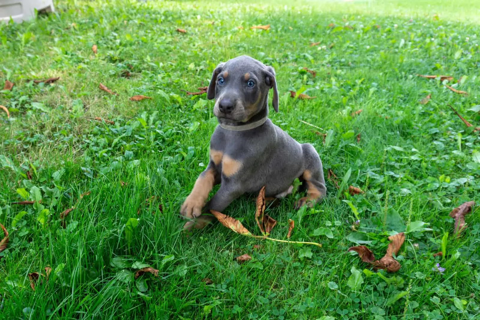 puppy with blue eyes in grass
