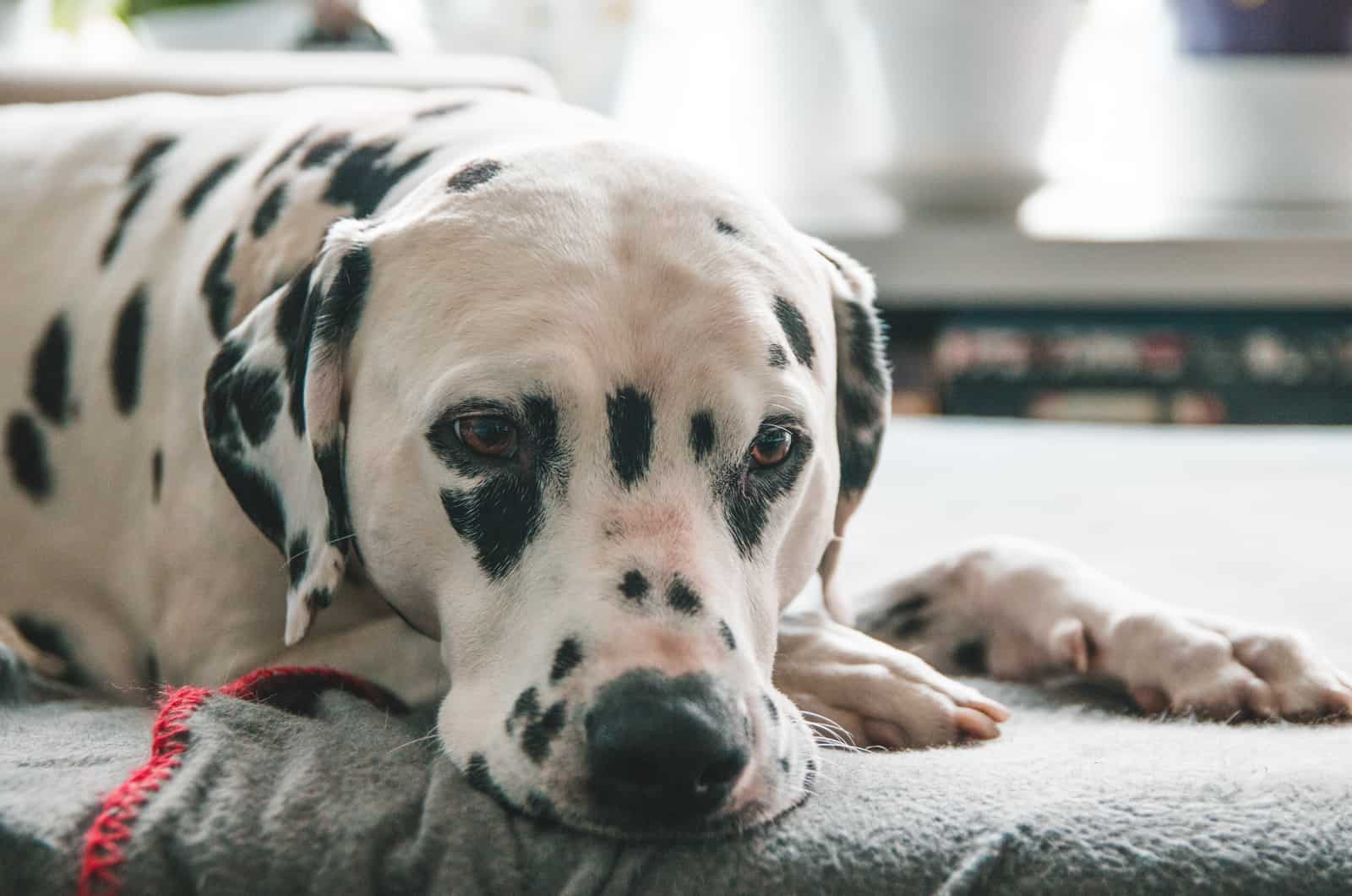 sad dalmatian dog