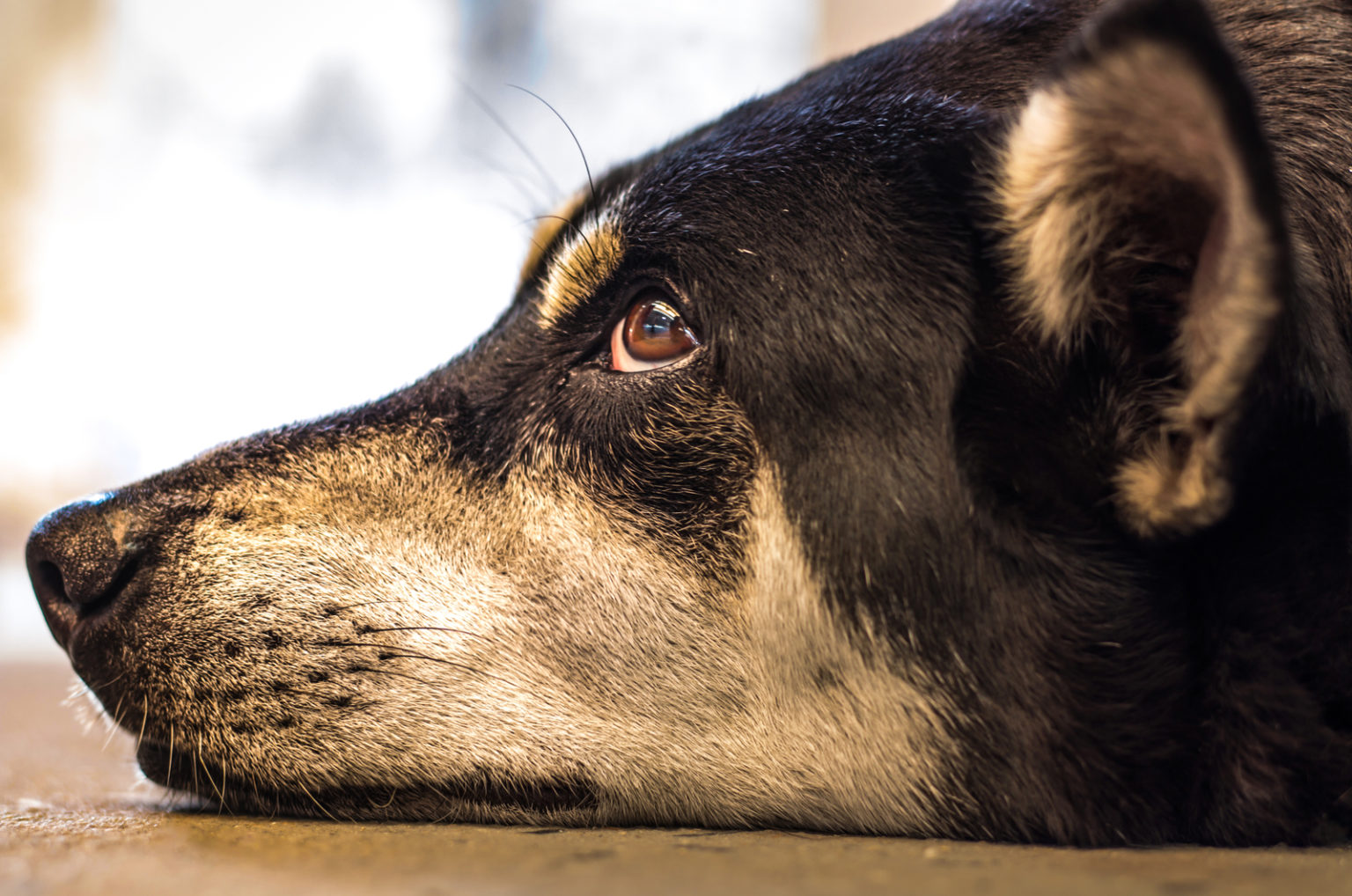 Why Is My Dog Licking His Butt? The Cause And The Cure