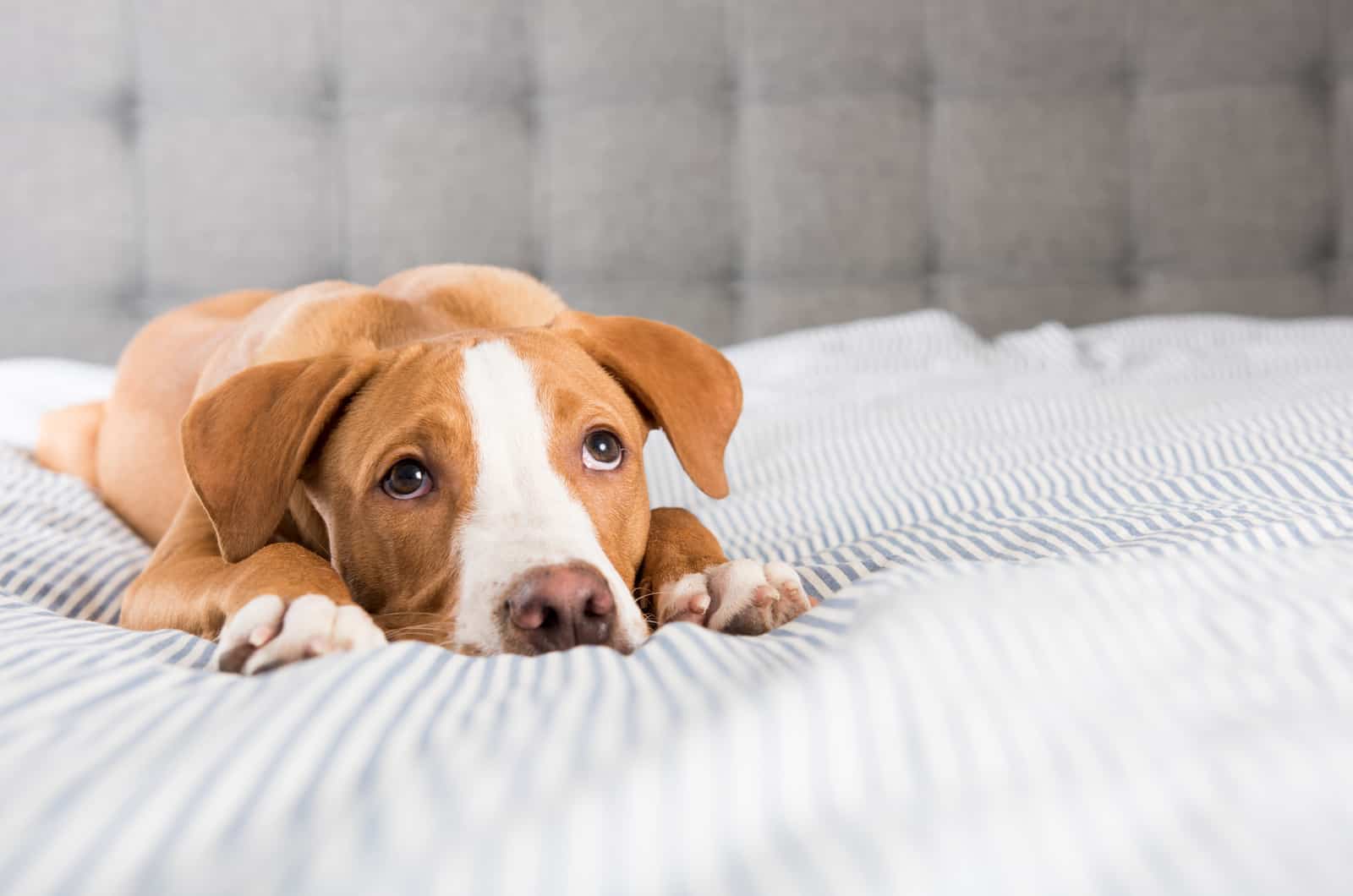 sad dog on a bed