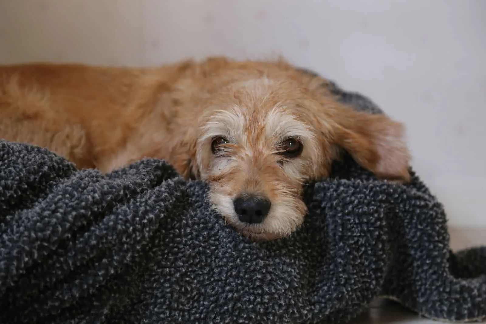 Why Does My Dog Suck On Blankets? - Can Dogs Choke On Dog Blankets