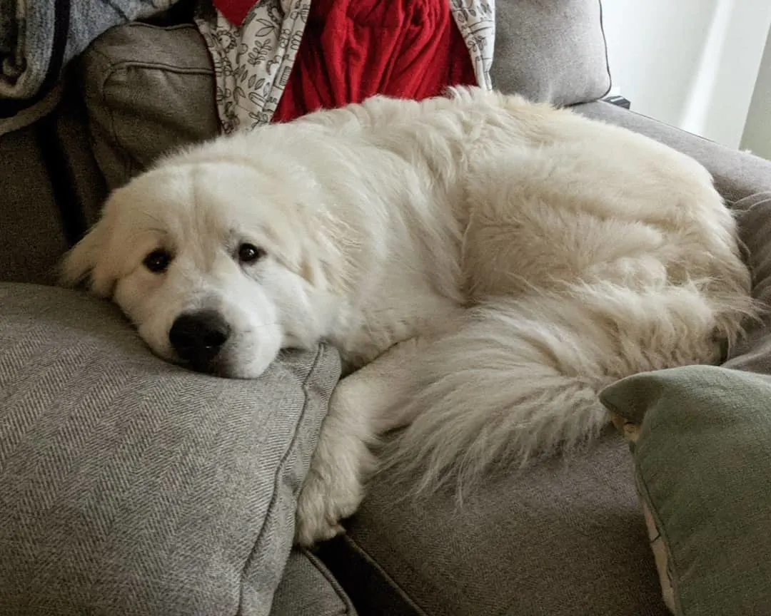 sad dog on pillows