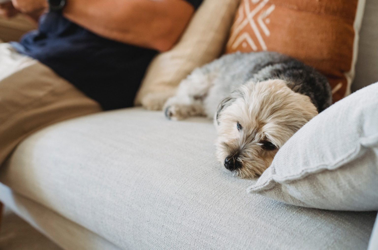 Why Is My Dog Licking His Butt? The Cause And The Cure