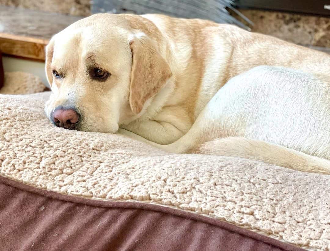 sad labrador