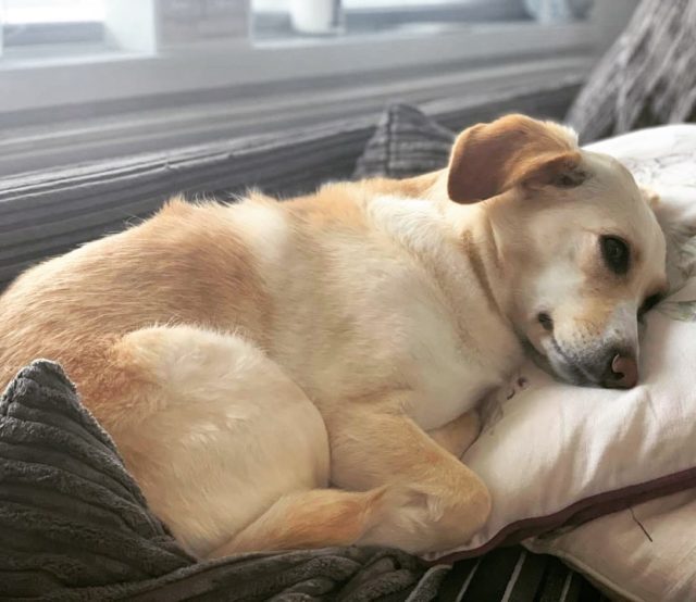 Why Is My Dog Licking His Butt? The Cause And The Cure