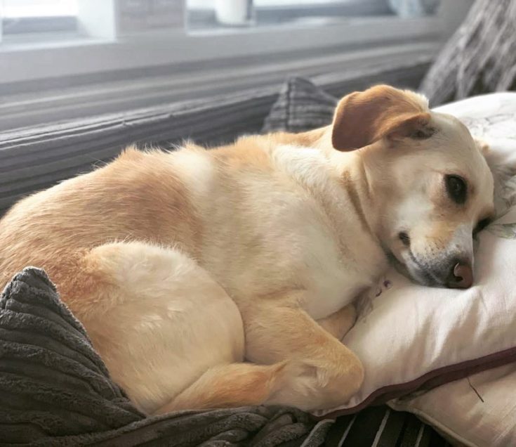 Why Is My Dog Licking His Butt? The Cause And The Cure