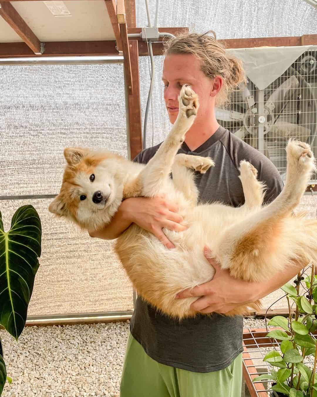 shiba akita mix