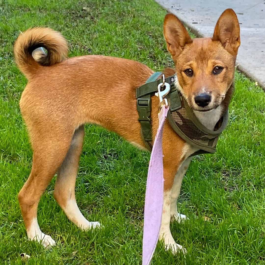 shiba basenji mix