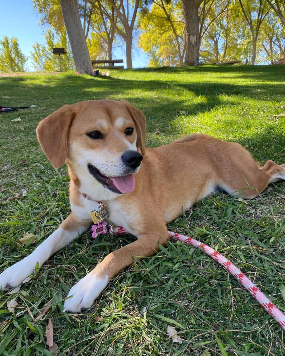 shiba beagle mix