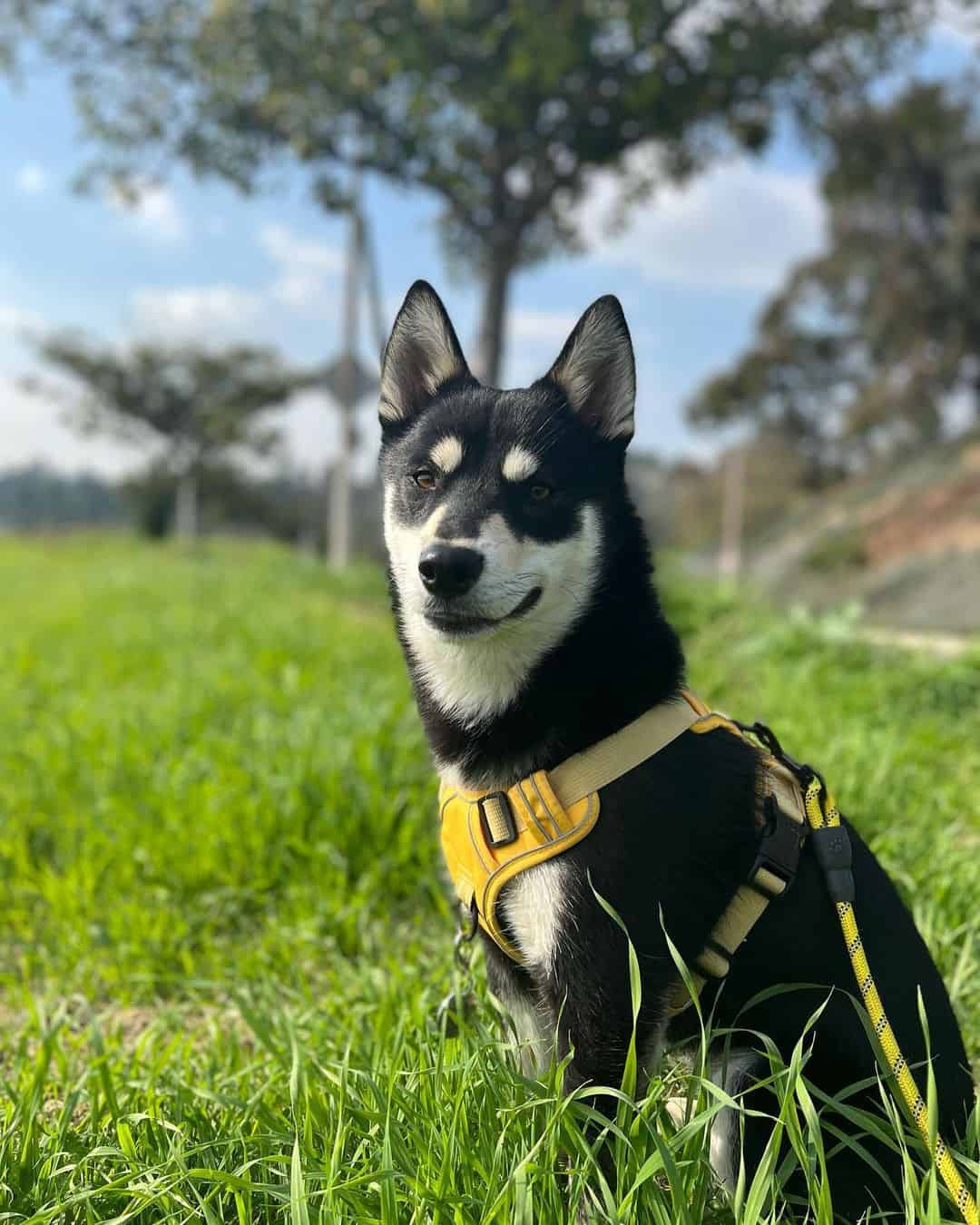 shiba husky mix