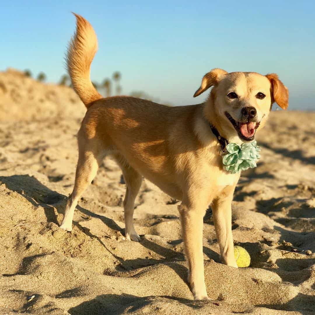 shiba inu cocker spaniel mix