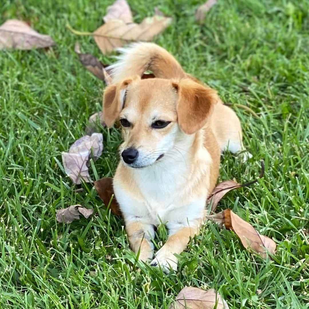 shiba inu dachshund mix