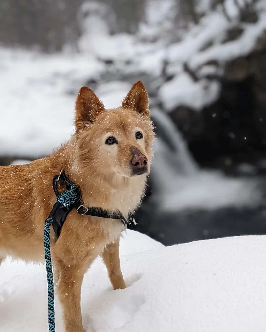 shiba inu golden retriever mix