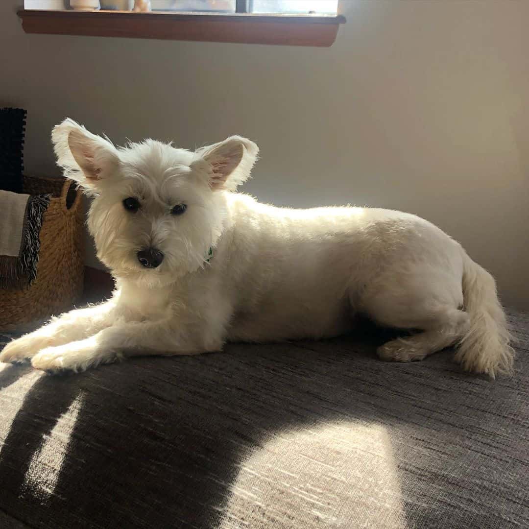 shiba inu schnauzer mix