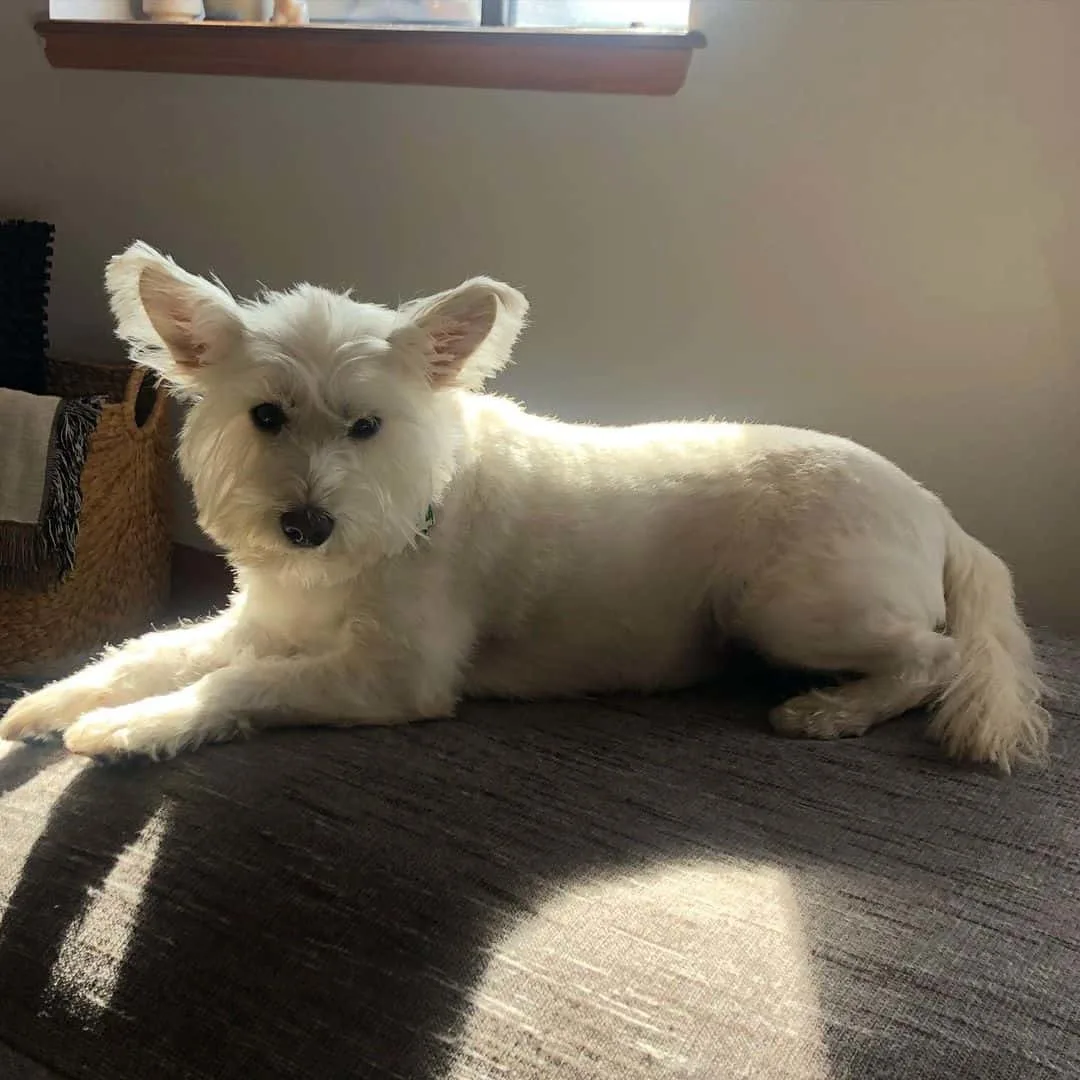 shiba inu schnauzer mix