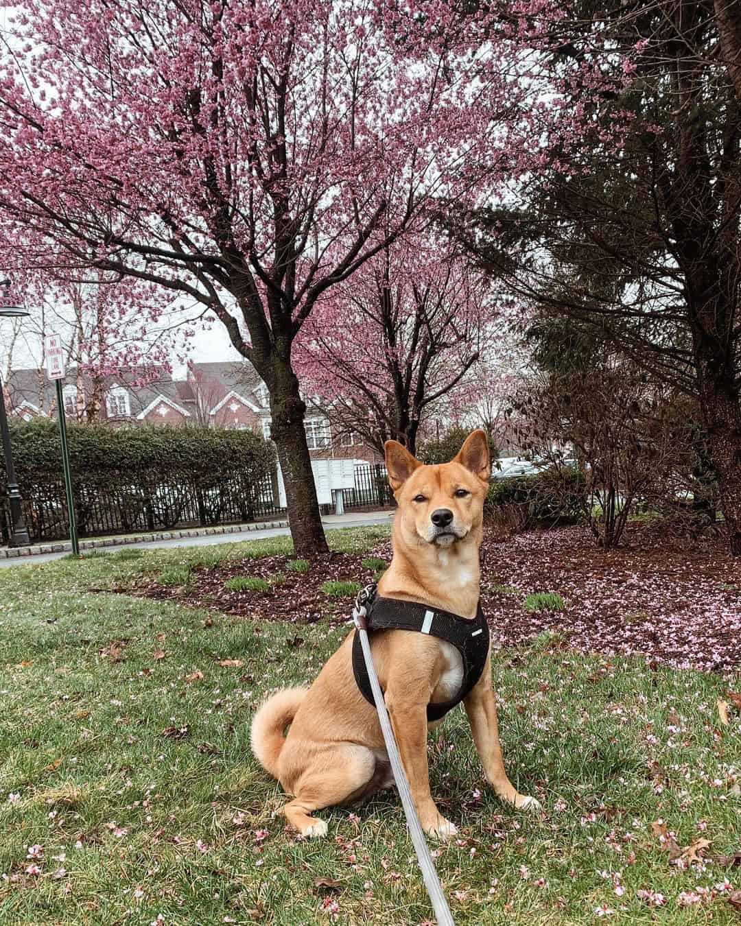 shiba labrador mix