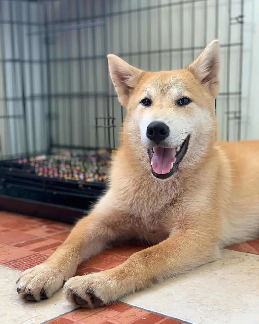 shiba malamute mix
