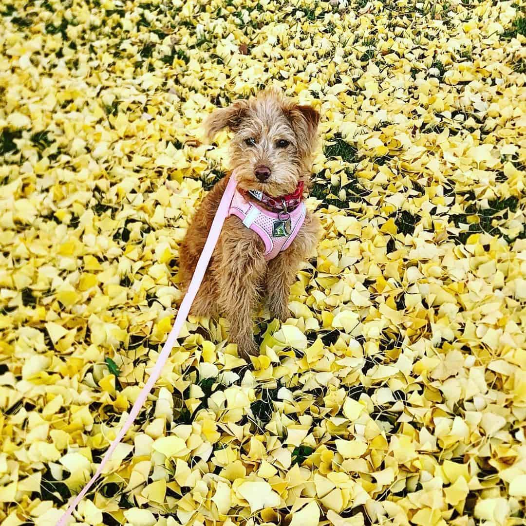 shiba poodle mix