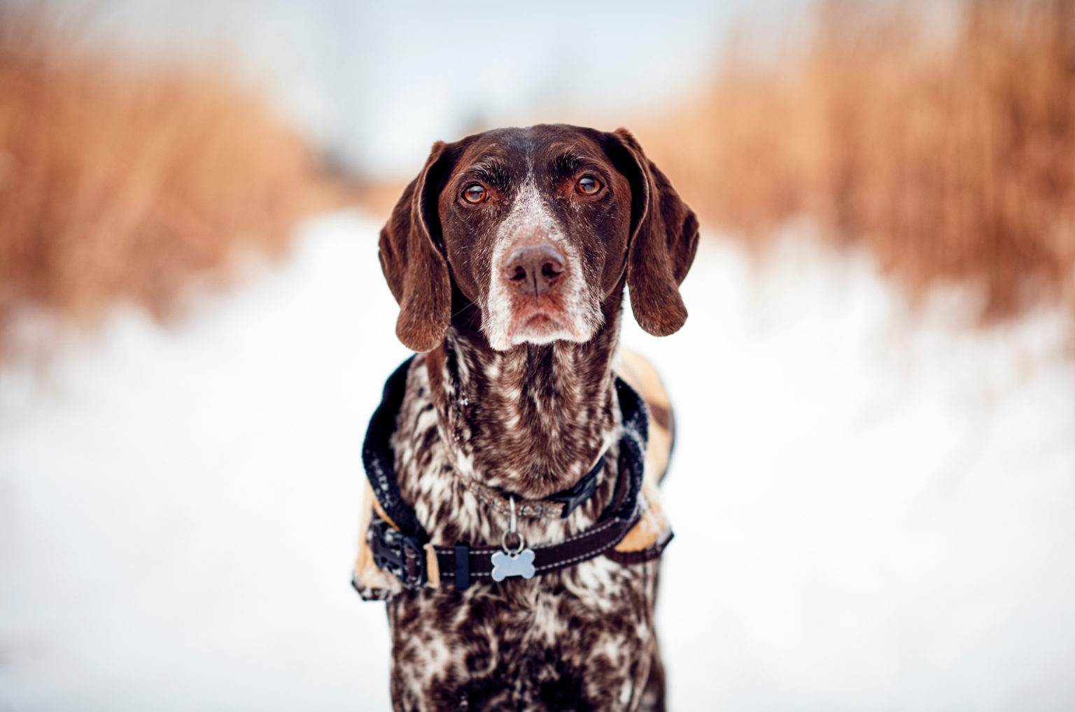 4 German Shorthaired Pointer Colors + Color Combinations