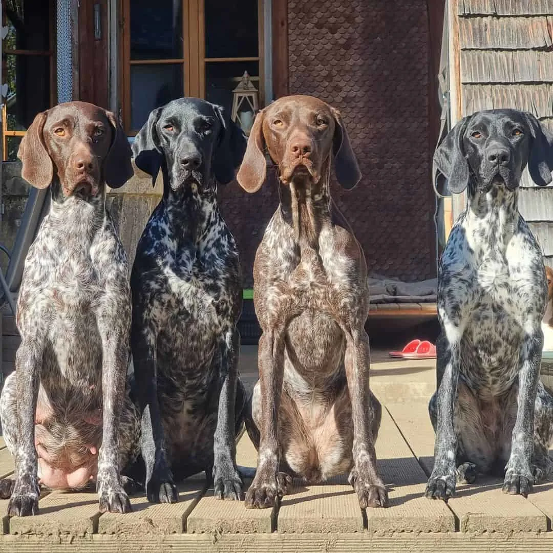 short-haired german pointer dogs