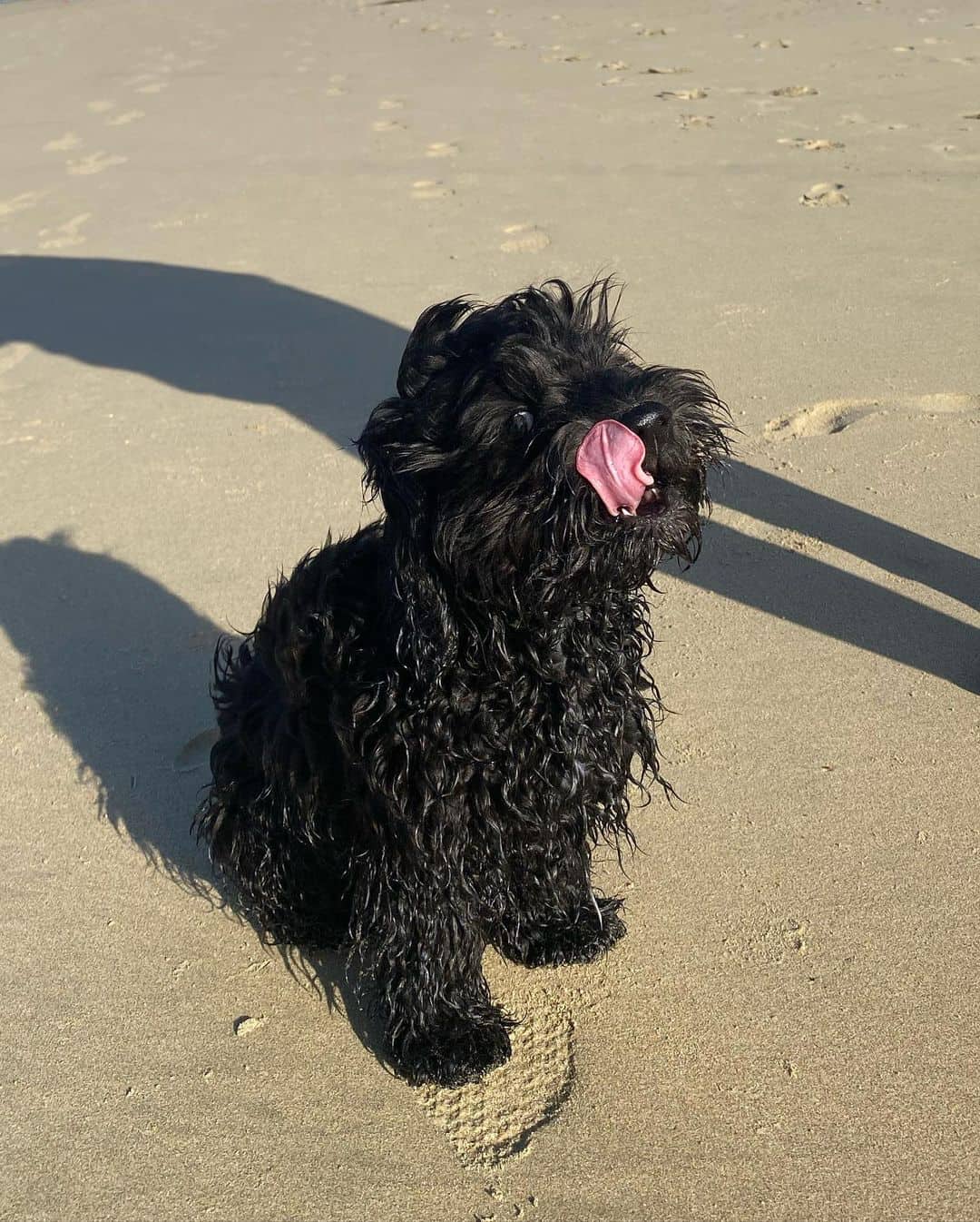 silky cocker dog