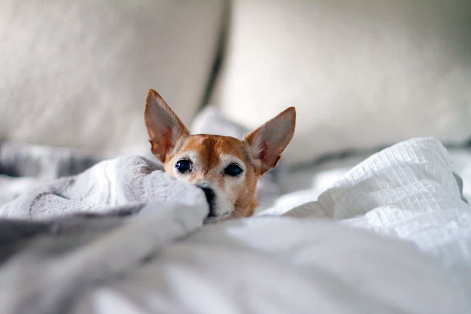 small dog in bed