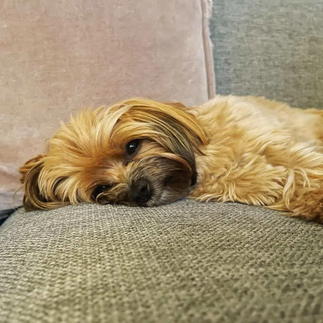 small dog resting