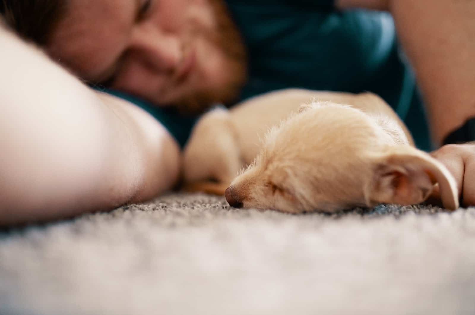 small dog sleeping next to owner