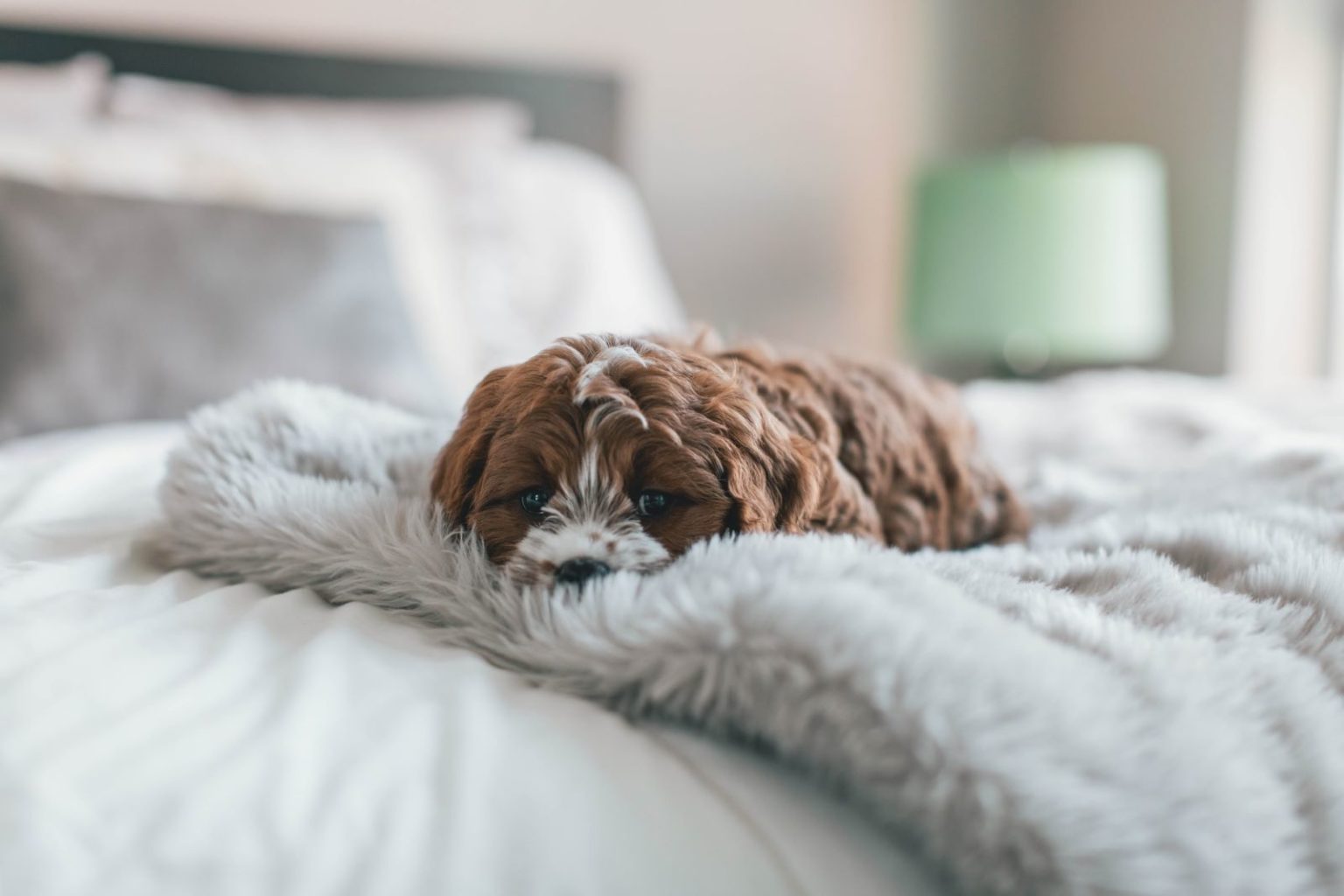 Why Does My Dog Suck On Blankets?