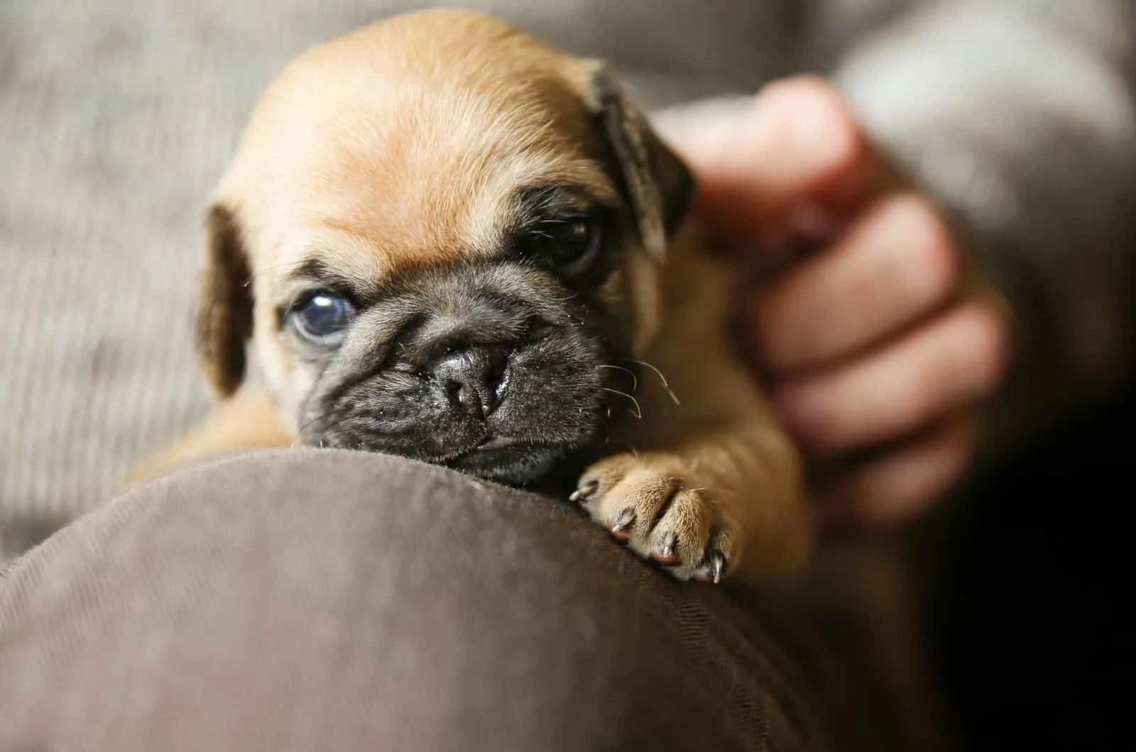 small pug puppy in lap