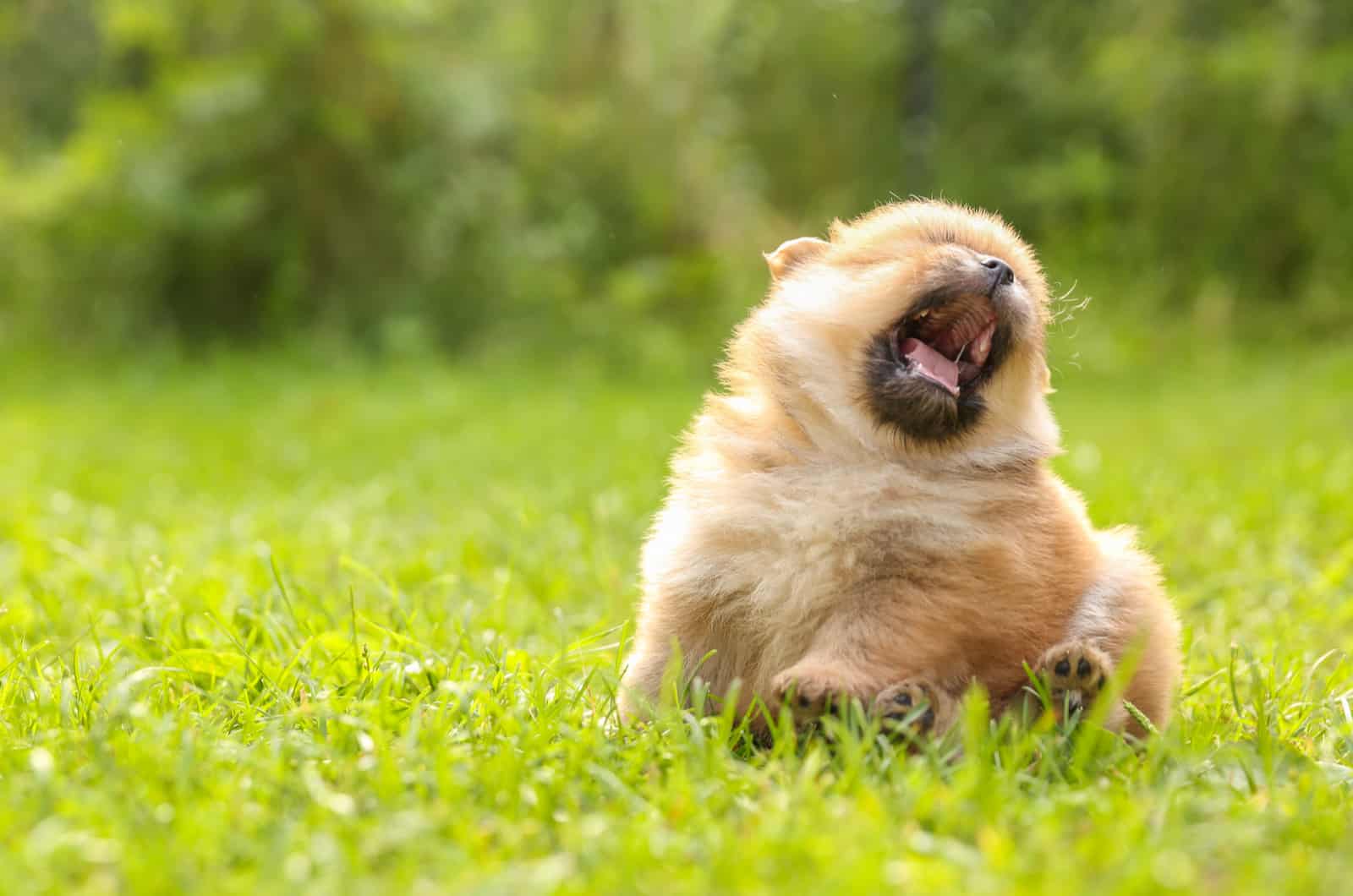 sneezing puppy playing outside