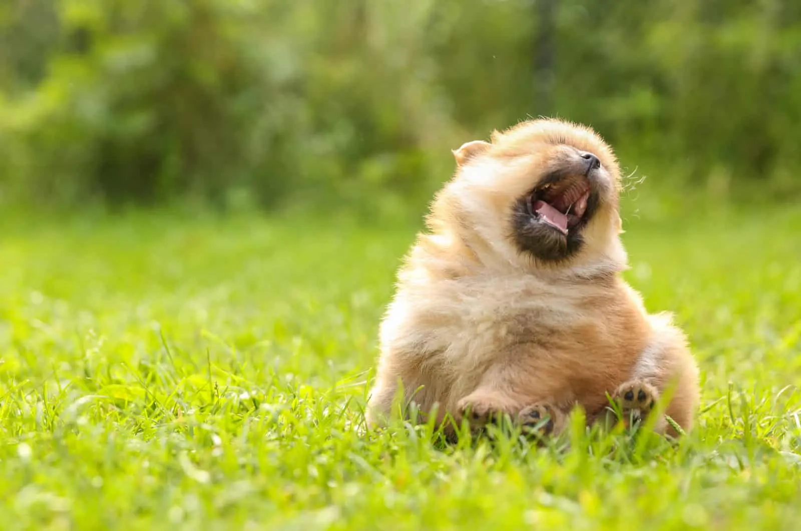 sneezing puppy playing outside