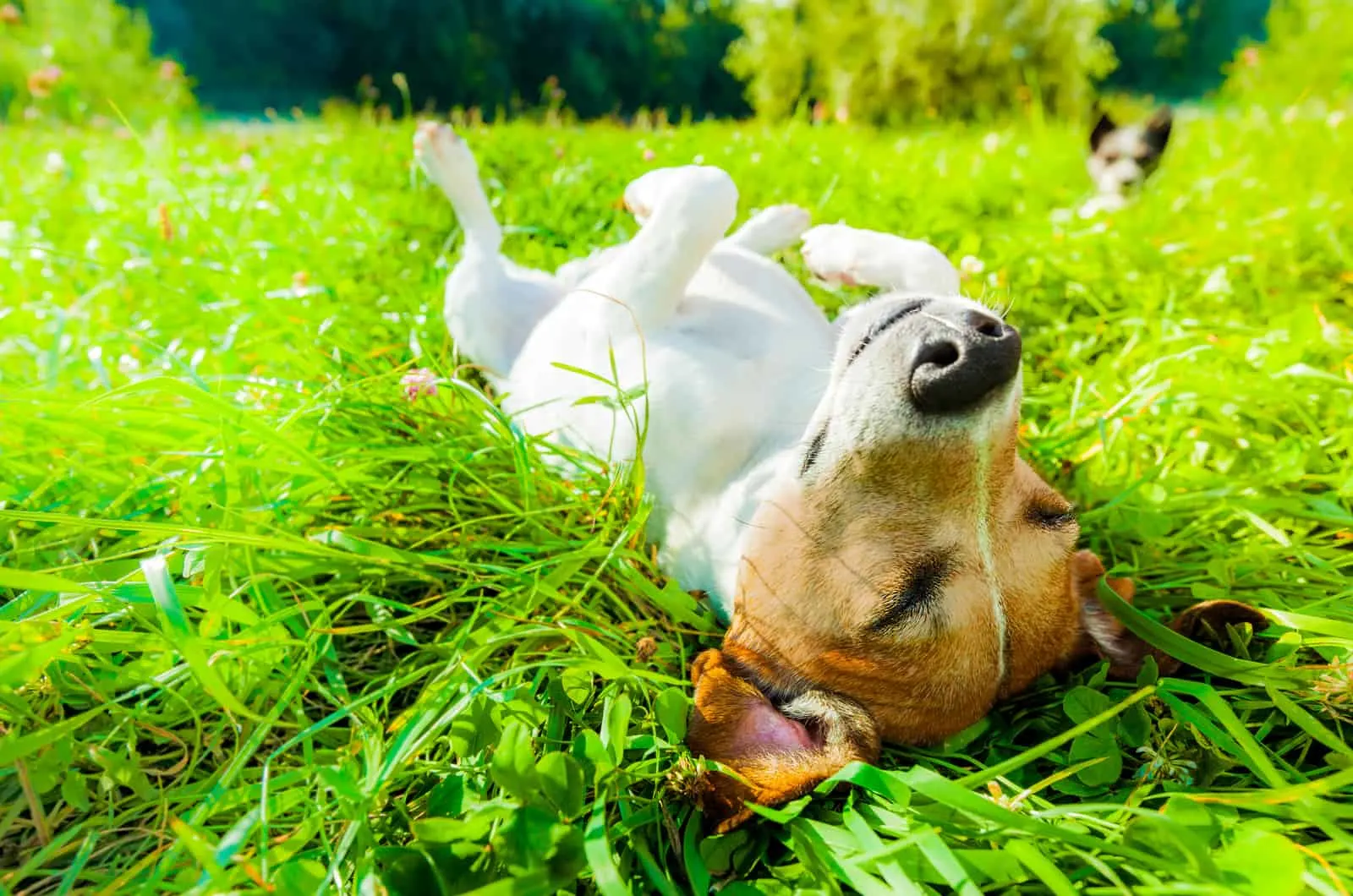 terrier lies in grass