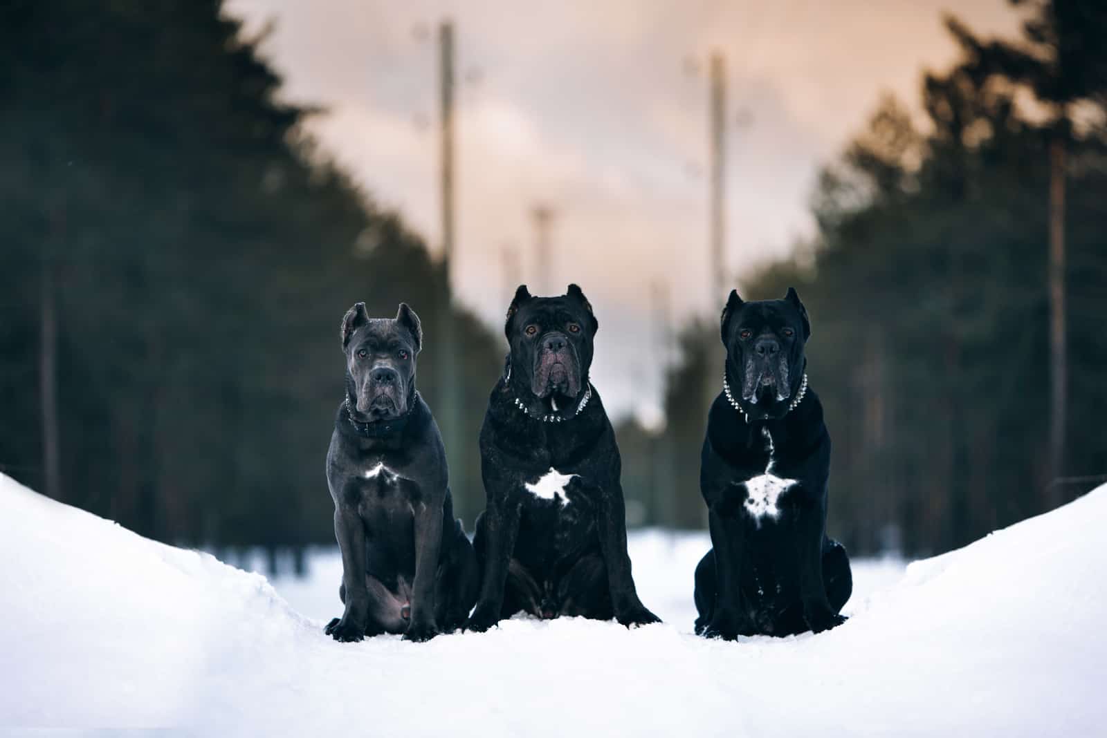 three black dog sitting in snow