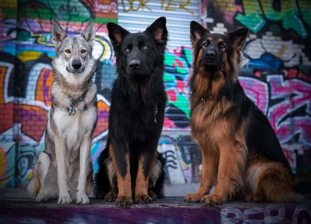 three dogs