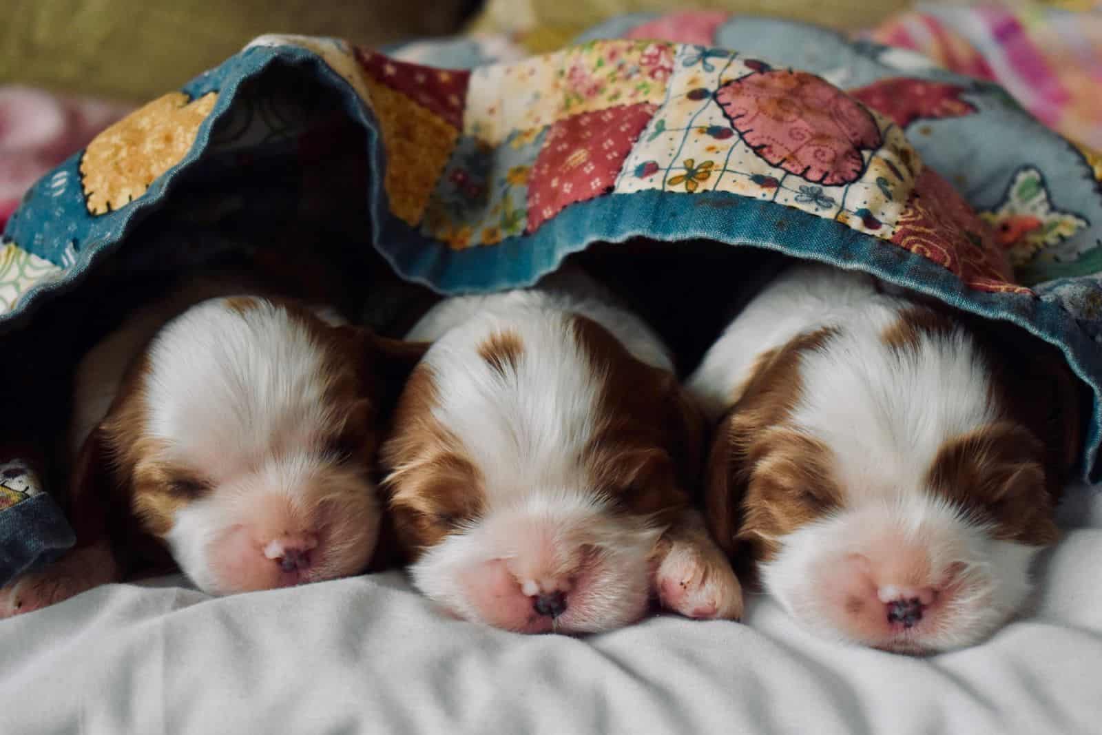 three puppies sleeping under the covers