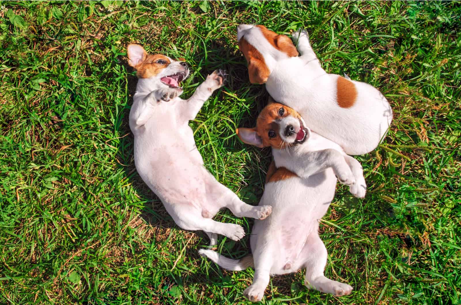 three puppies soaking in the sun