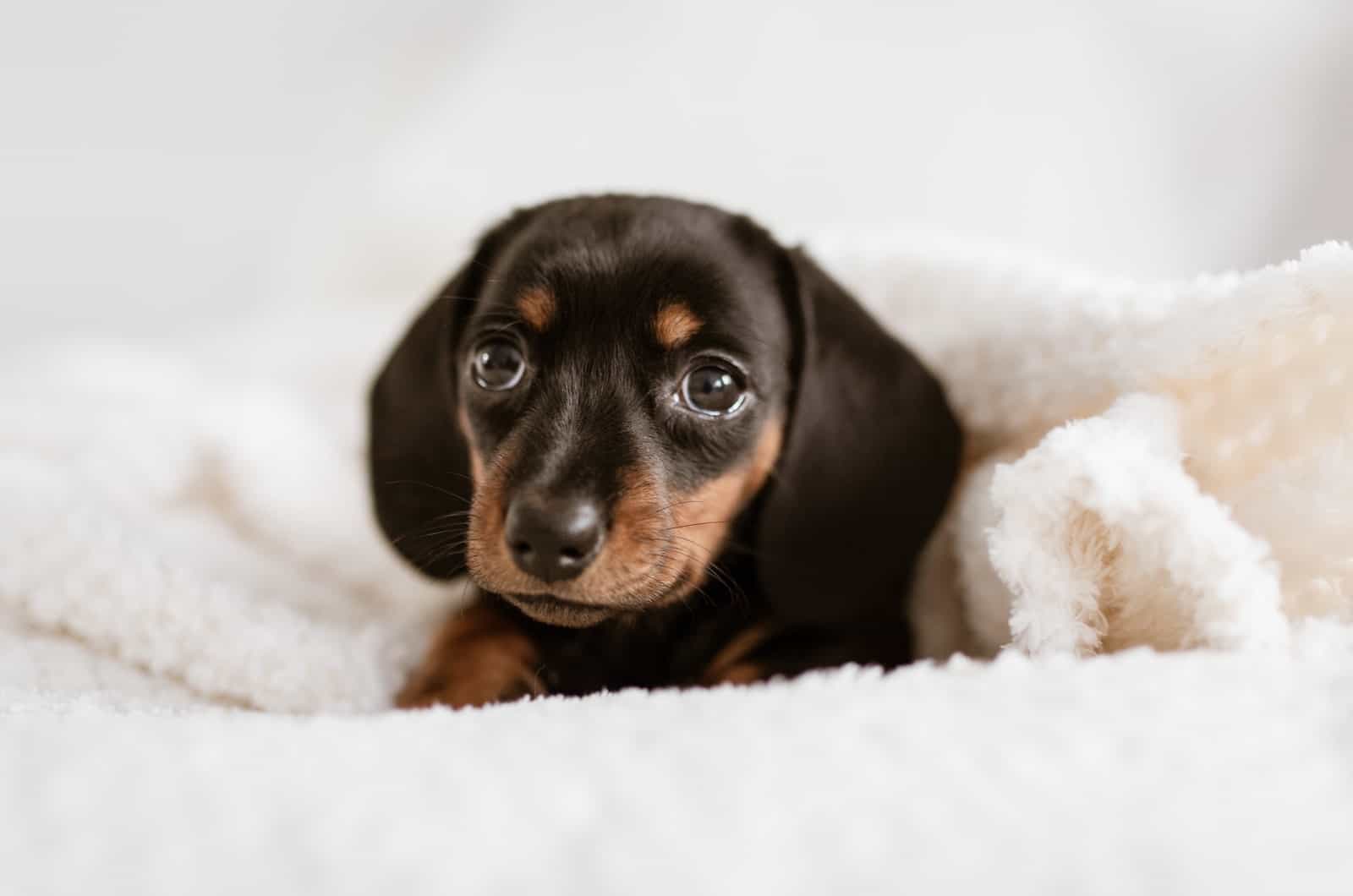tiny dachshund puppy on a blanket