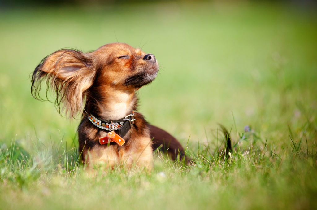 Why Do Dogs Like To Lay In The Sun? Understanding Your Pooch