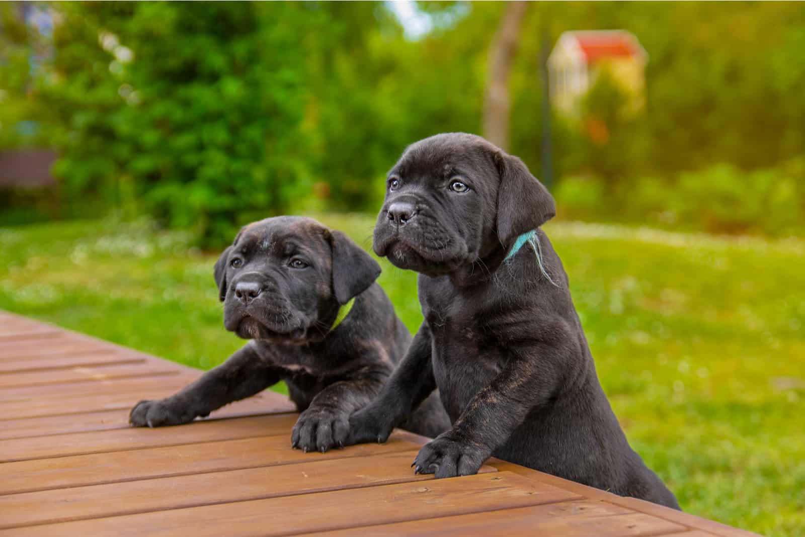 two cane corso puppies standing on deck