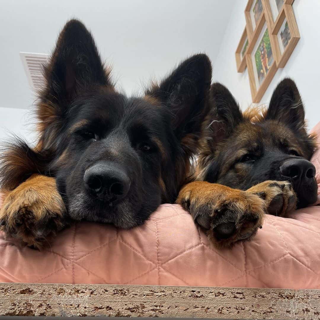 two dogs sleeping