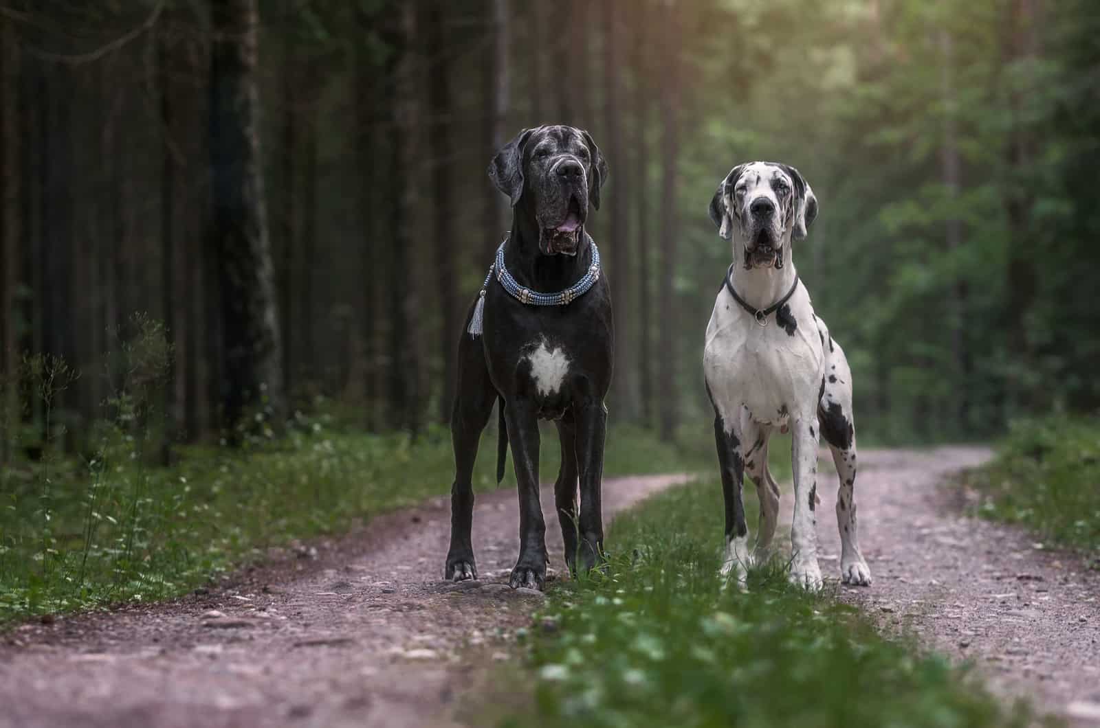 two great danes in woods