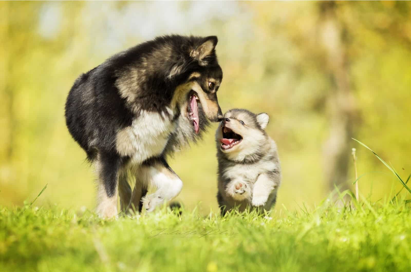 two happy dogs walking in nature