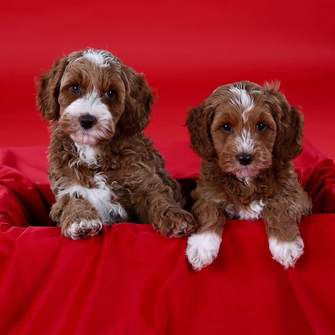 two labradoodle with red background
